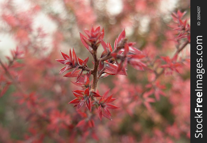 Close up to a rare red flower/plant