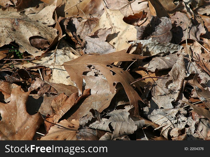 AN IMAGE OF SOME FALLEN LEAVES