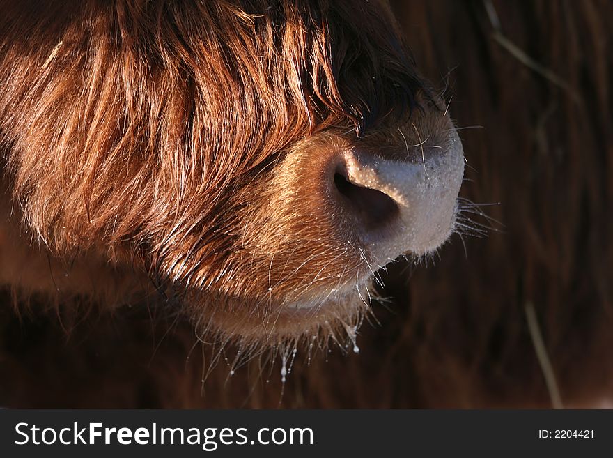 Detail of bull nostrils and muzzle. Detail of bull nostrils and muzzle