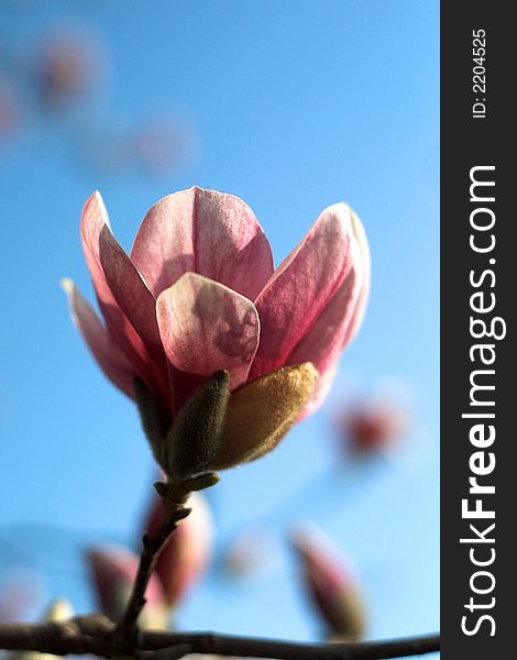 Image of a beautiful pink magnolia in bloom. Image of a beautiful pink magnolia in bloom