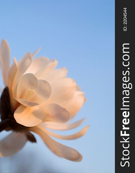 Image of a beautiful white magnolia in bloom. Image of a beautiful white magnolia in bloom
