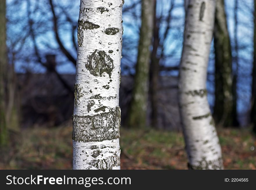 Two trunks of a birches