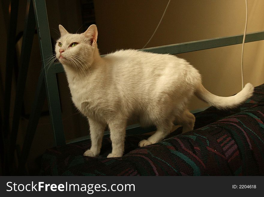A white cat pose like a model