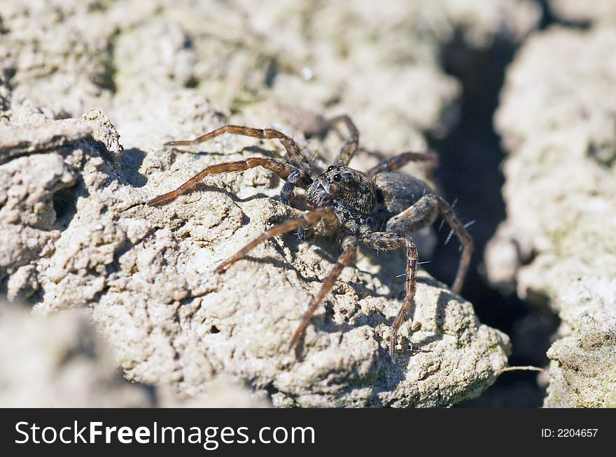 Closeup of a brown spider