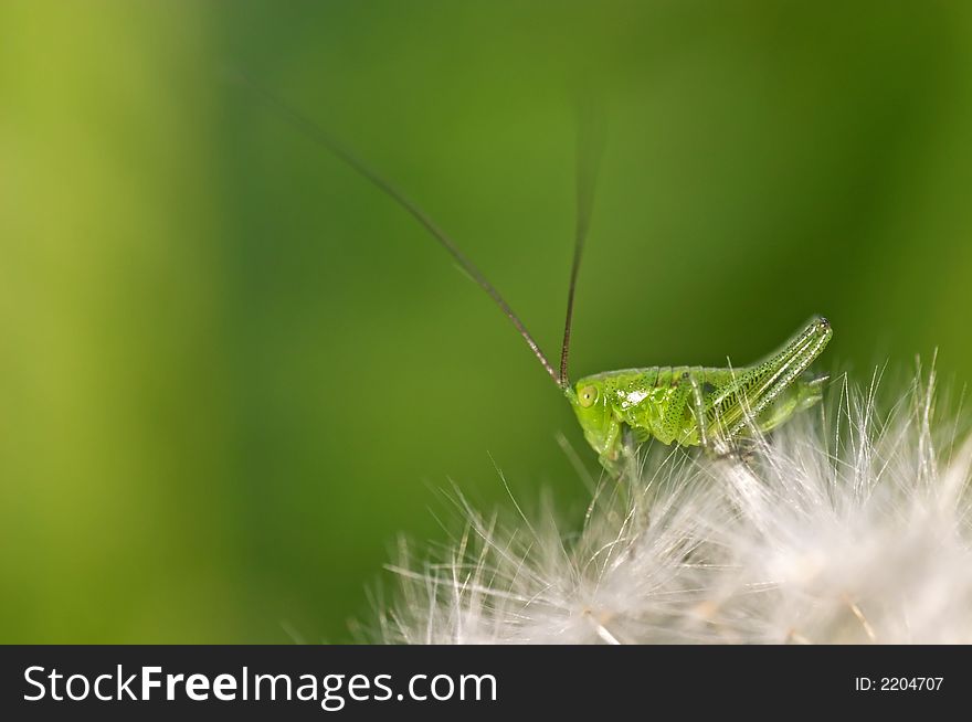 Green grasshopper on a dandelion