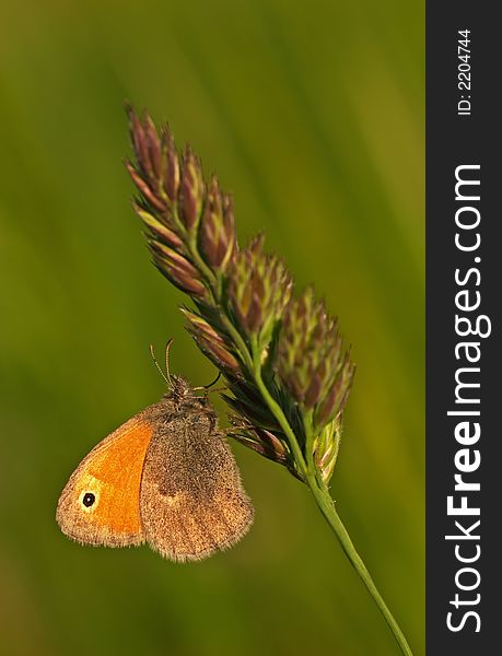 Butterfly Meadow Brown. Maniola jurtina.