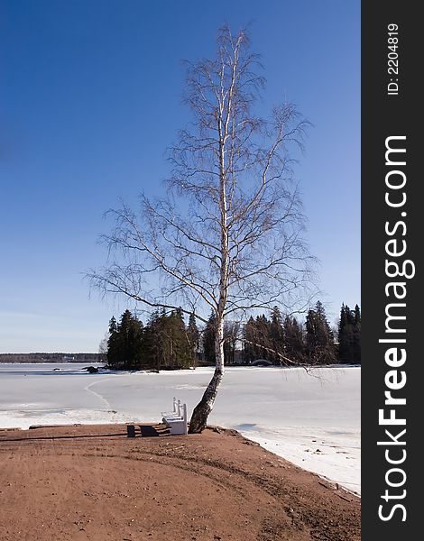 White bench at a birch on coast of a spring gulf. White bench at a birch on coast of a spring gulf