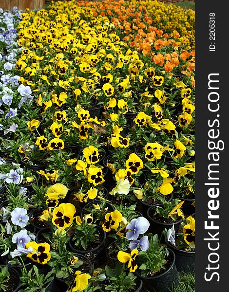 Yellow Pansy Flowers In Rows