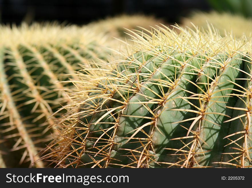 Abstract: Hairy Cactus Backgro