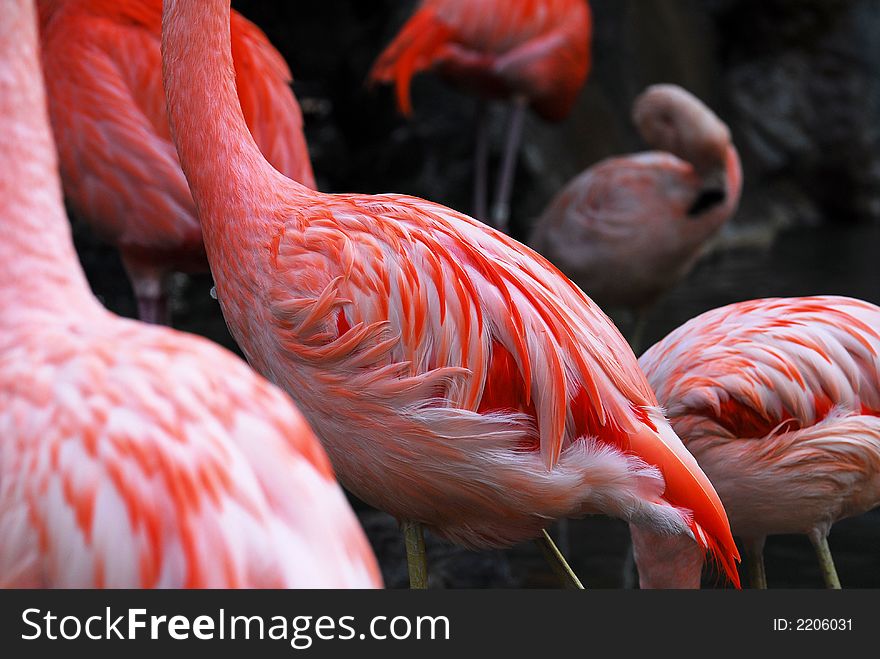 A close shot of the plumage on a flamingo . A close shot of the plumage on a flamingo .