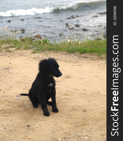 Black dog on the coast