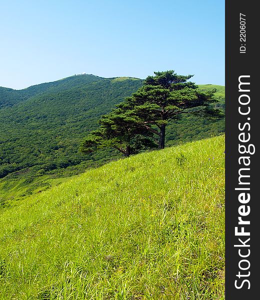 Mountain landscape with alone pine tree  on the hill with green meadow in sunny day. Mountain landscape with alone pine tree  on the hill with green meadow in sunny day