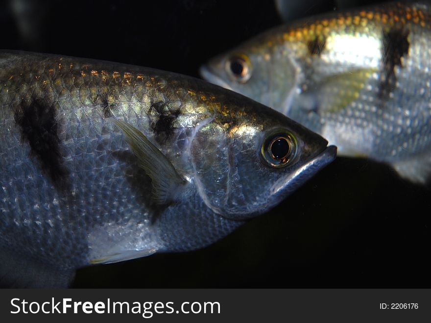 Silver Fishes