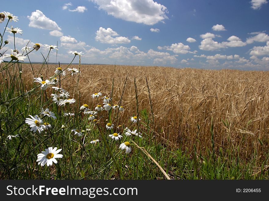 Flowers and ears on a summer field under white clouds. Flowers and ears on a summer field under white clouds
