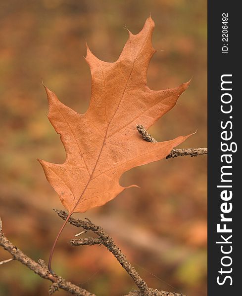 Leaf with strdefined texture in the fall