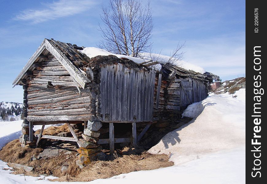 This old barn is slowly falling down. A birch tree grows up through the roof. Golsfjellet, Norway.