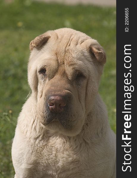 A 5 year old Shar pei (chinese Bulldog) Portrait. A 5 year old Shar pei (chinese Bulldog) Portrait