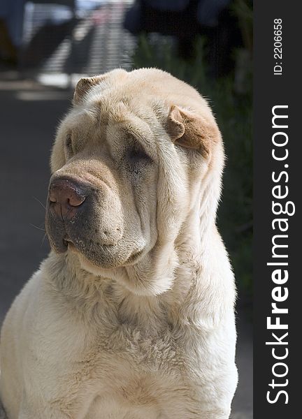 A 5 years old Female Shar-Pei. A 5 years old Female Shar-Pei.