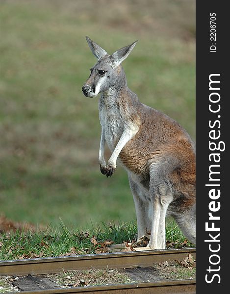 Kangaroo pauses next to railroad tracks with a thought expression on it's face.