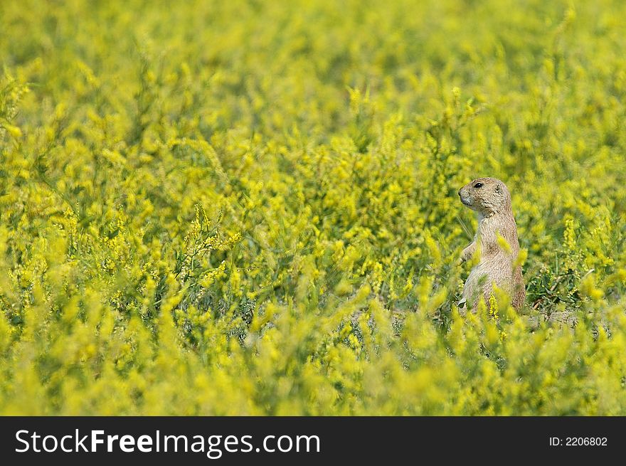 Blacktail prairie dog on the lookout in a field
of yellow flowers.