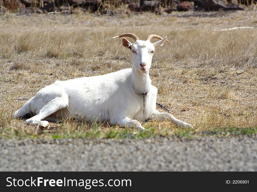 White mountain goat resting on grass