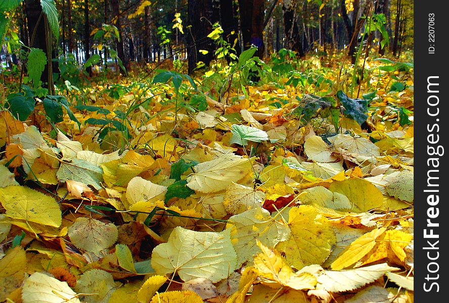 Autumn fall of the leaves in forest. Autumn fall of the leaves in forest