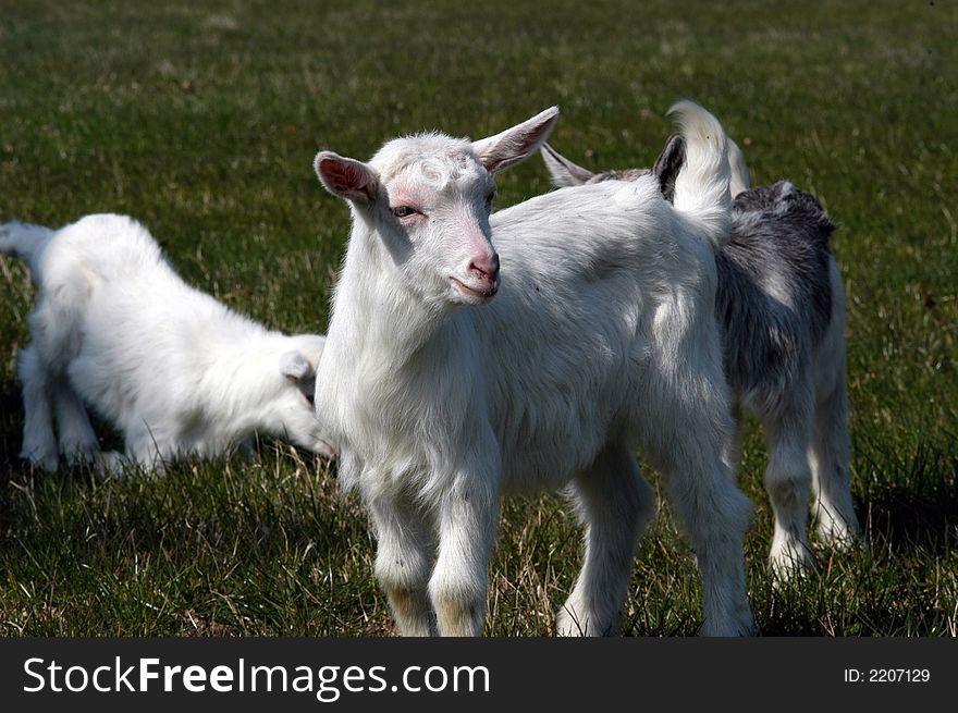 New born baby goats