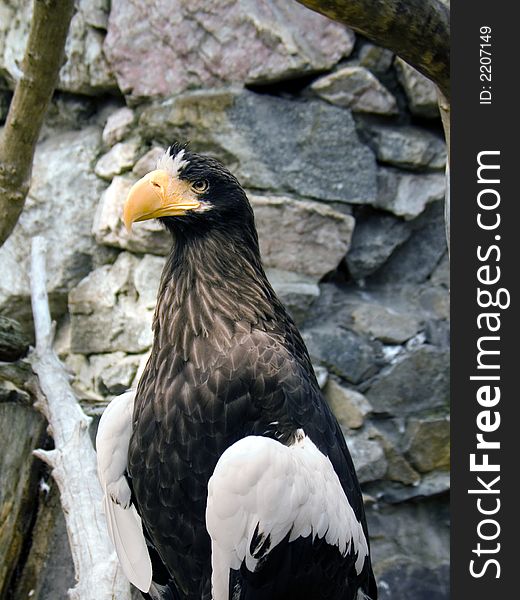Eagle(haliaeetus)