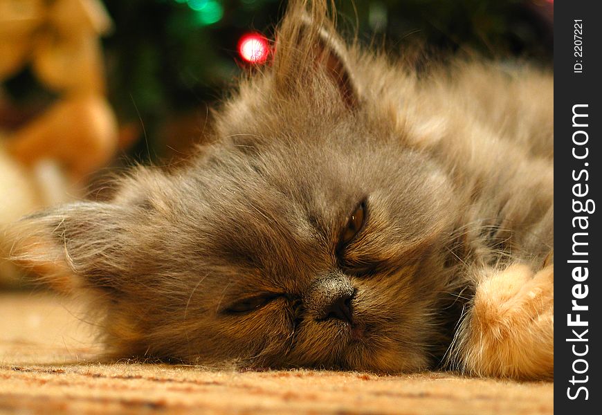 Small fluffy cat lying on the carpet. Small fluffy cat lying on the carpet