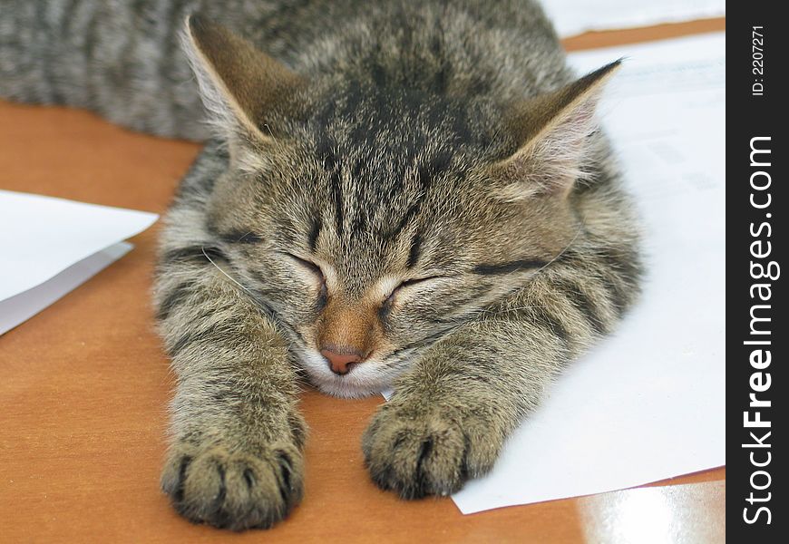 Small cat sleeping on the table with papers. Small cat sleeping on the table with papers