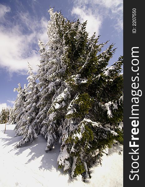 Way to Snezka mountain under snow