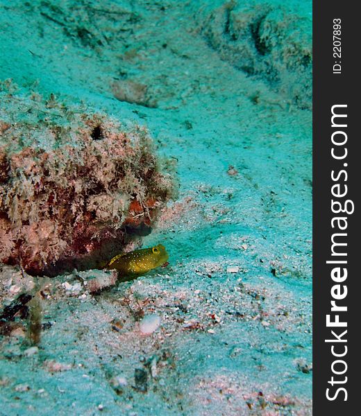 Cryptocentrus sp. shares burrow with alpheid shrimp in shallow lagoon & shoreline reefs. Cryptocentrus sp. shares burrow with alpheid shrimp in shallow lagoon & shoreline reefs.