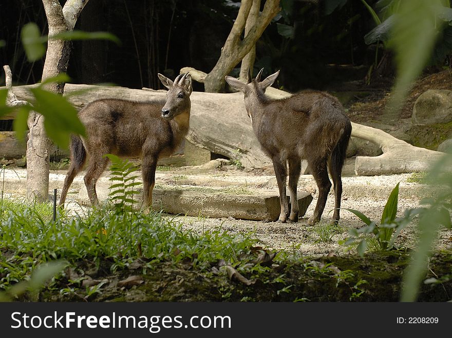 Two goral eating together in the wild. Two goral eating together in the wild