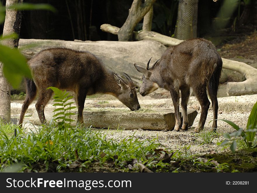 Pair of gorals sharing food