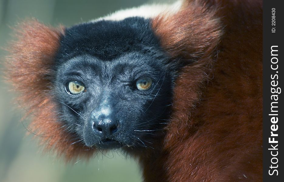 A red ruffed lemur looking at the camera