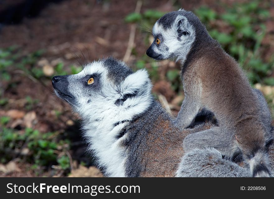 Baby ring-tailed lemur on moth