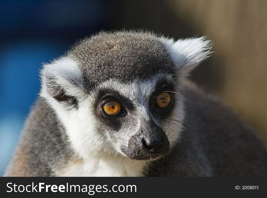 Portrait of a cute ring-tailed lemur. Portrait of a cute ring-tailed lemur