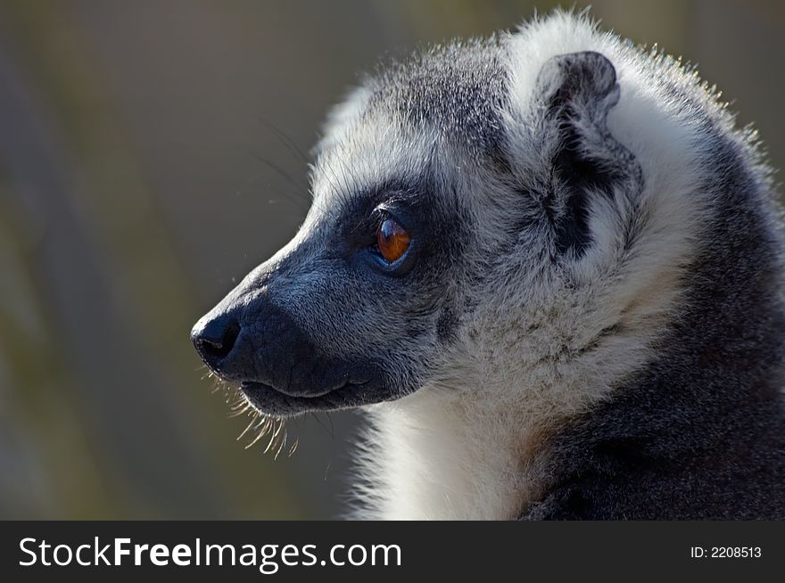 Portrait of a cute ring-tailed lemur. Portrait of a cute ring-tailed lemur