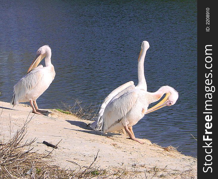 Several white birds ashore. Blue lake. Several white birds ashore. Blue lake