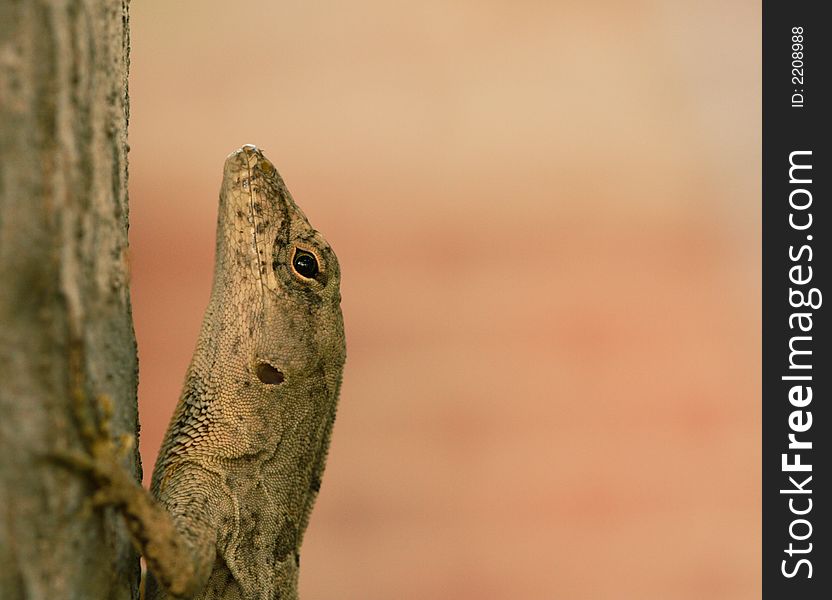 Macro Picture of a Lizard Climbing A Tree