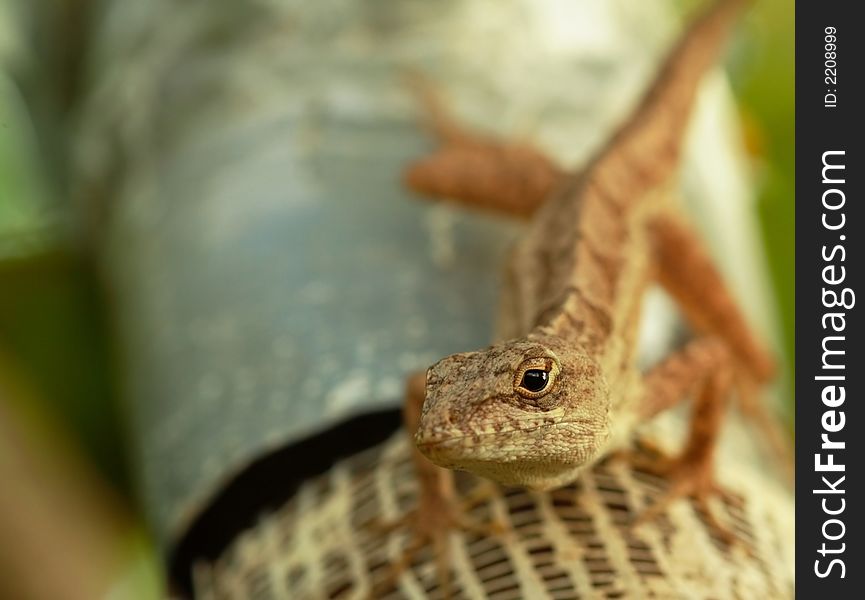 Lizard Climbing A Tree