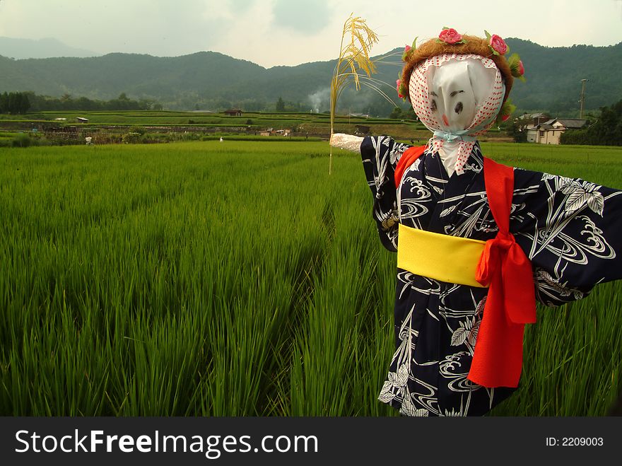 Scarecrow in rice field, japan, Kyoto