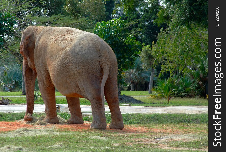 African Elephant on Green Pasture