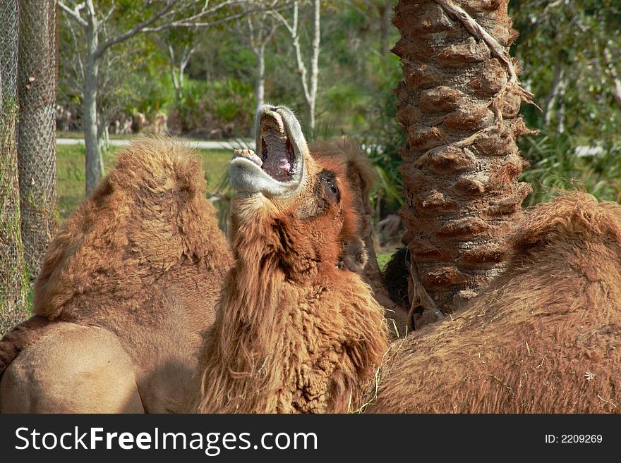 Camel Yawning at  the Zoo. Camel Yawning at  the Zoo