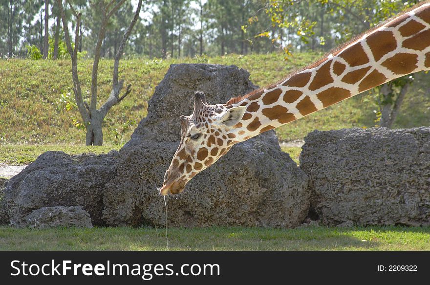 Giraffe after the Sneeze displaying drool from nose and or mouth. Giraffe after the Sneeze displaying drool from nose and or mouth