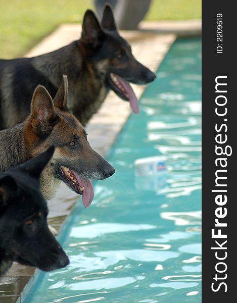 Alsatians waiting by the swimming pool. Alsatians waiting by the swimming pool