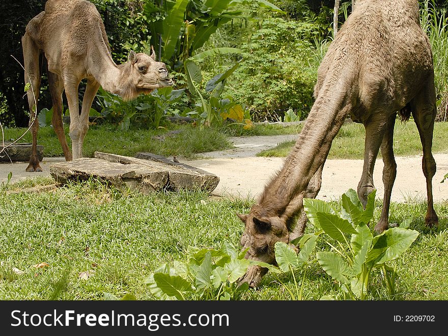 Camels found in the forest not in the desert