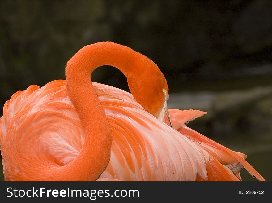 Flamingo Grooming