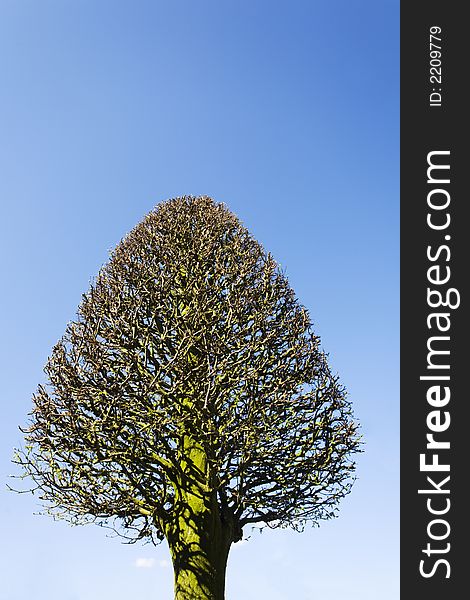 Triangular tree against a clear blue sky