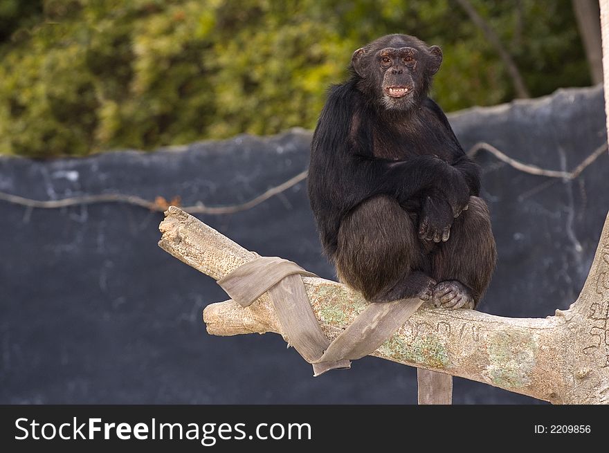 Chimpanzee resting by sitting on limb of tree in LA zoo. Chimpanzee resting by sitting on limb of tree in LA zoo
